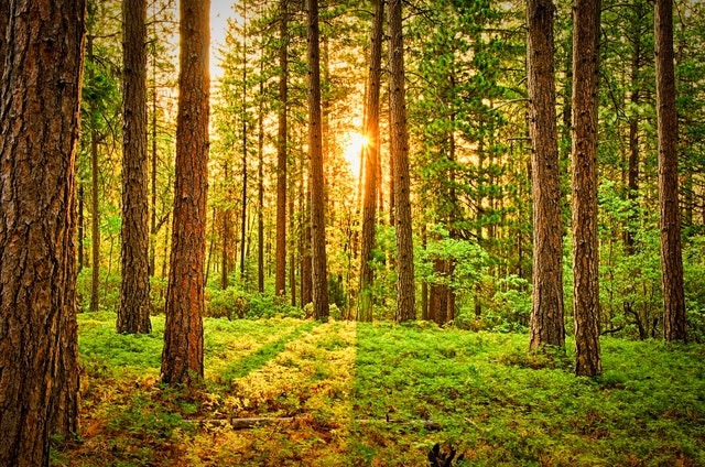 neue Selbstmotivation im Wald schöpfen