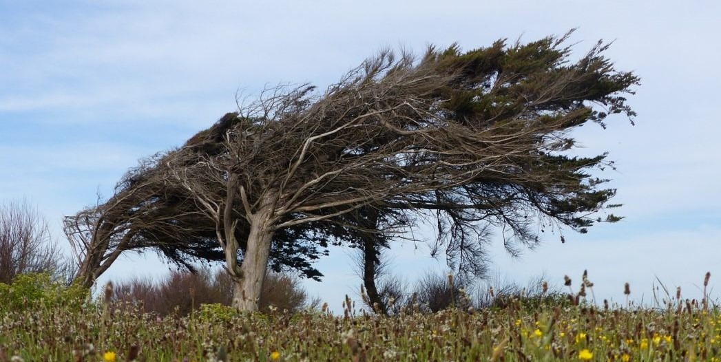 krummer Baum Individualität